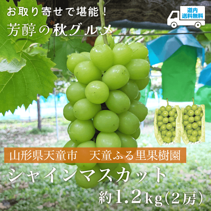 【Y-002】シャインマスカット　約1.2kg（２房）【冷蔵】山形県天童市 天童ふる里果樹園 ★te・to・teに掲載★【9月20日～10月10日より順次発送】道内送料無料
